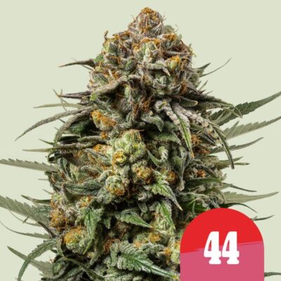 Gelato 44 Tyson x Royal Queen Seeds
