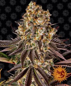Gelato #45 Barneys Farm Seeds