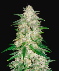 Gelato Auto Fast Buds Seeds