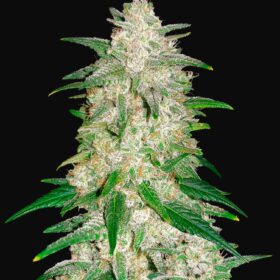 Gelato Auto Fast Buds Seeds
