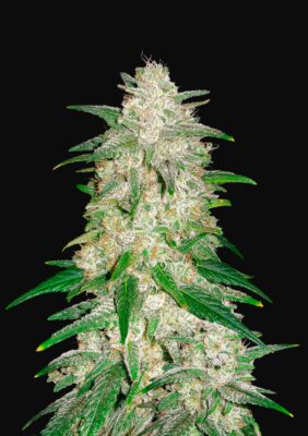 Gelato Auto Fast Buds Seeds