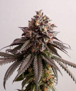 Gelato-K Kannabia Seeds