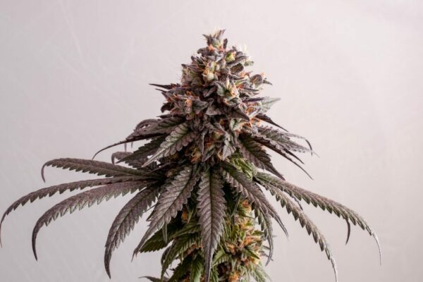 Gelato-K Kannabia Seeds
