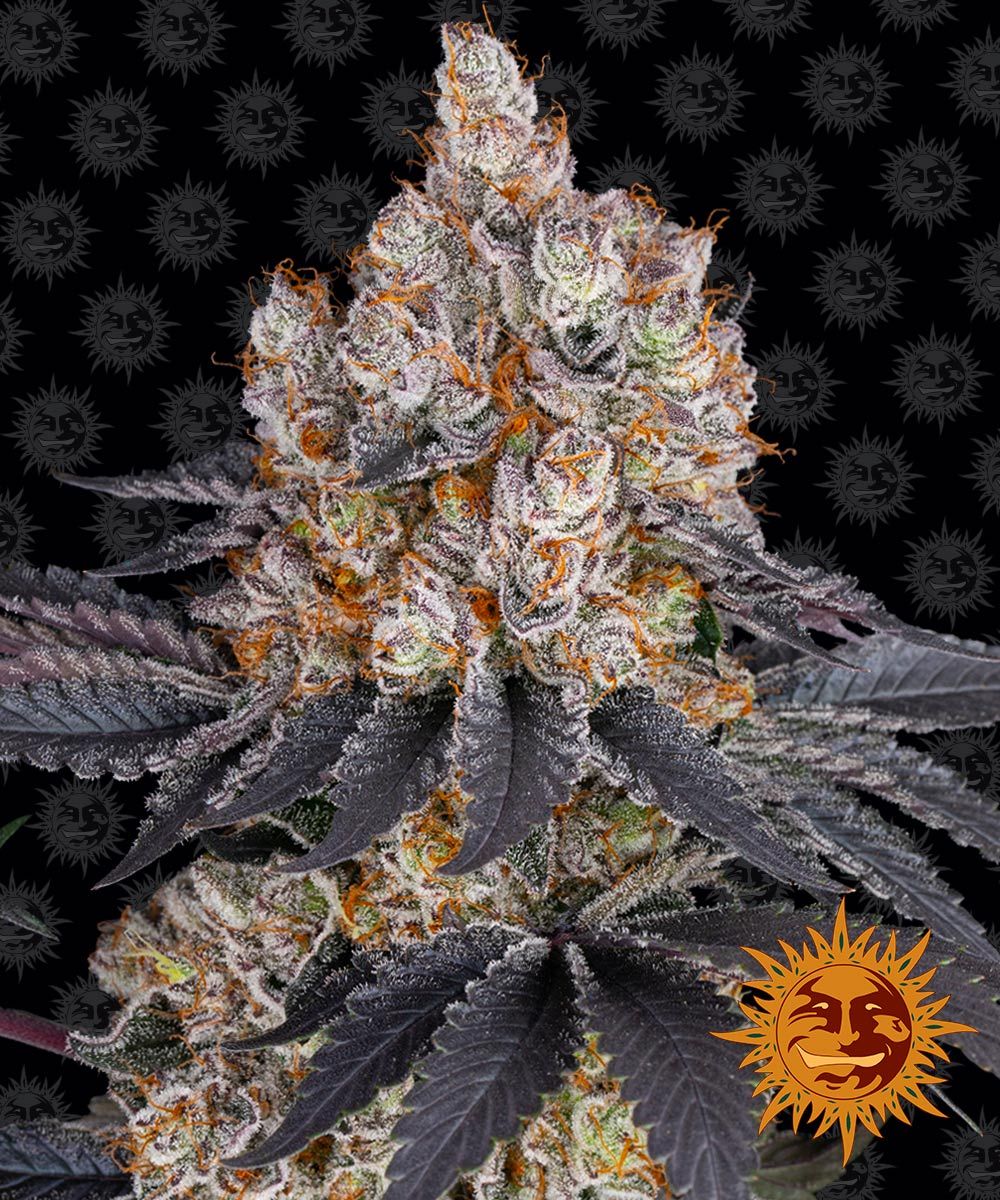 Gelato Barneys Farm Seeds