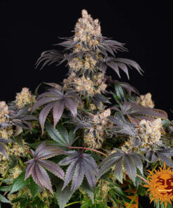 Gelato — изображение 10