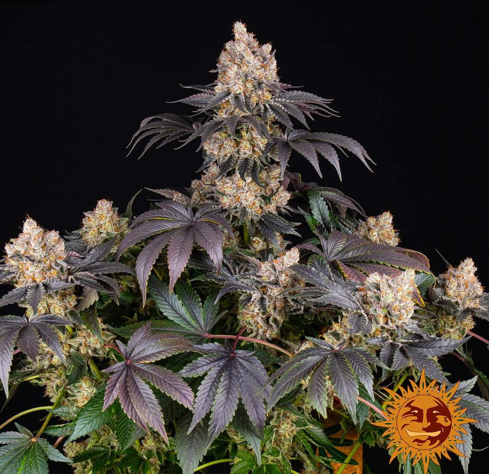 Gelato — изображение 10
