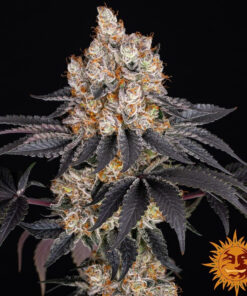 Gelato — изображение 11