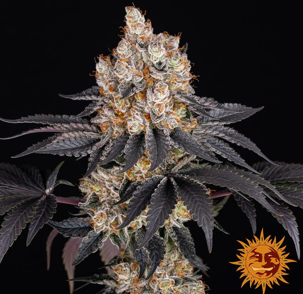 Gelato — изображение 11