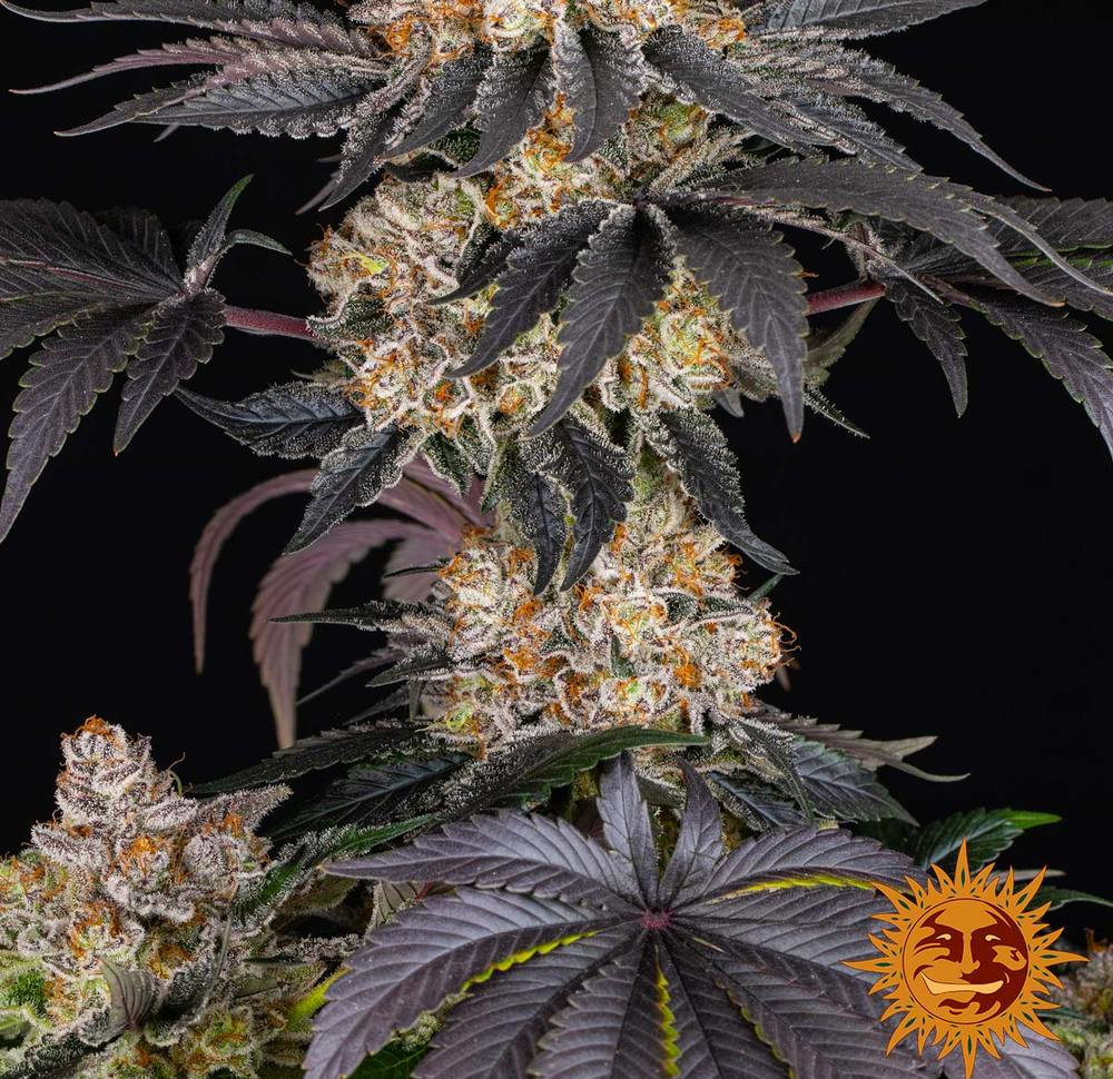 Gelato — изображение 12