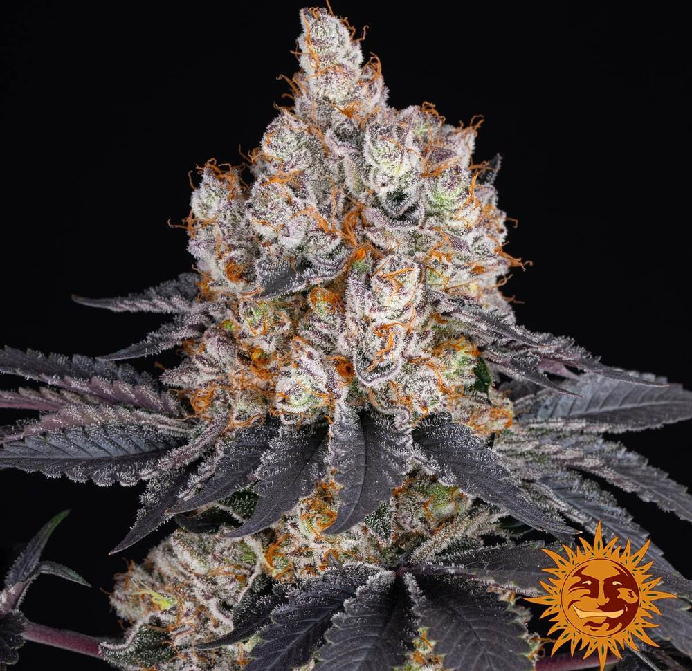 Gelato — изображение 14