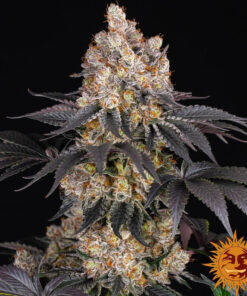 Gelato — изображение 13