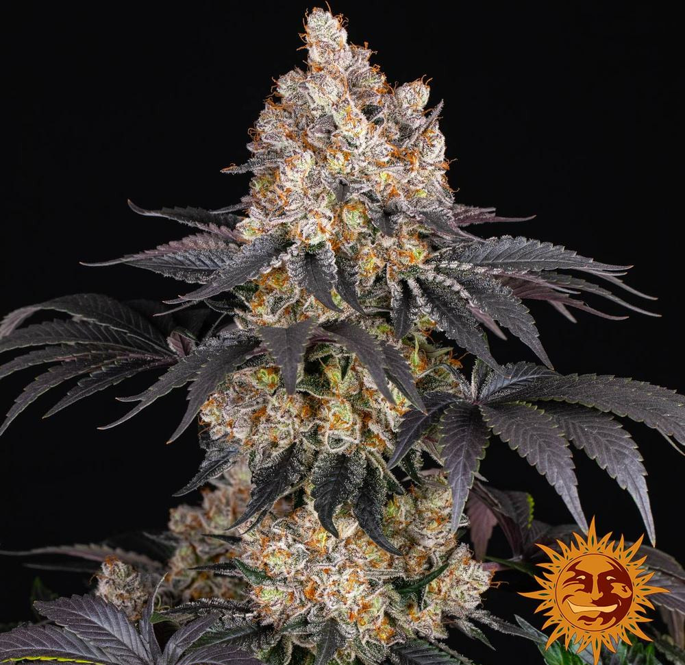 Gelato — изображение 13