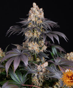 Gelato — изображение 15
