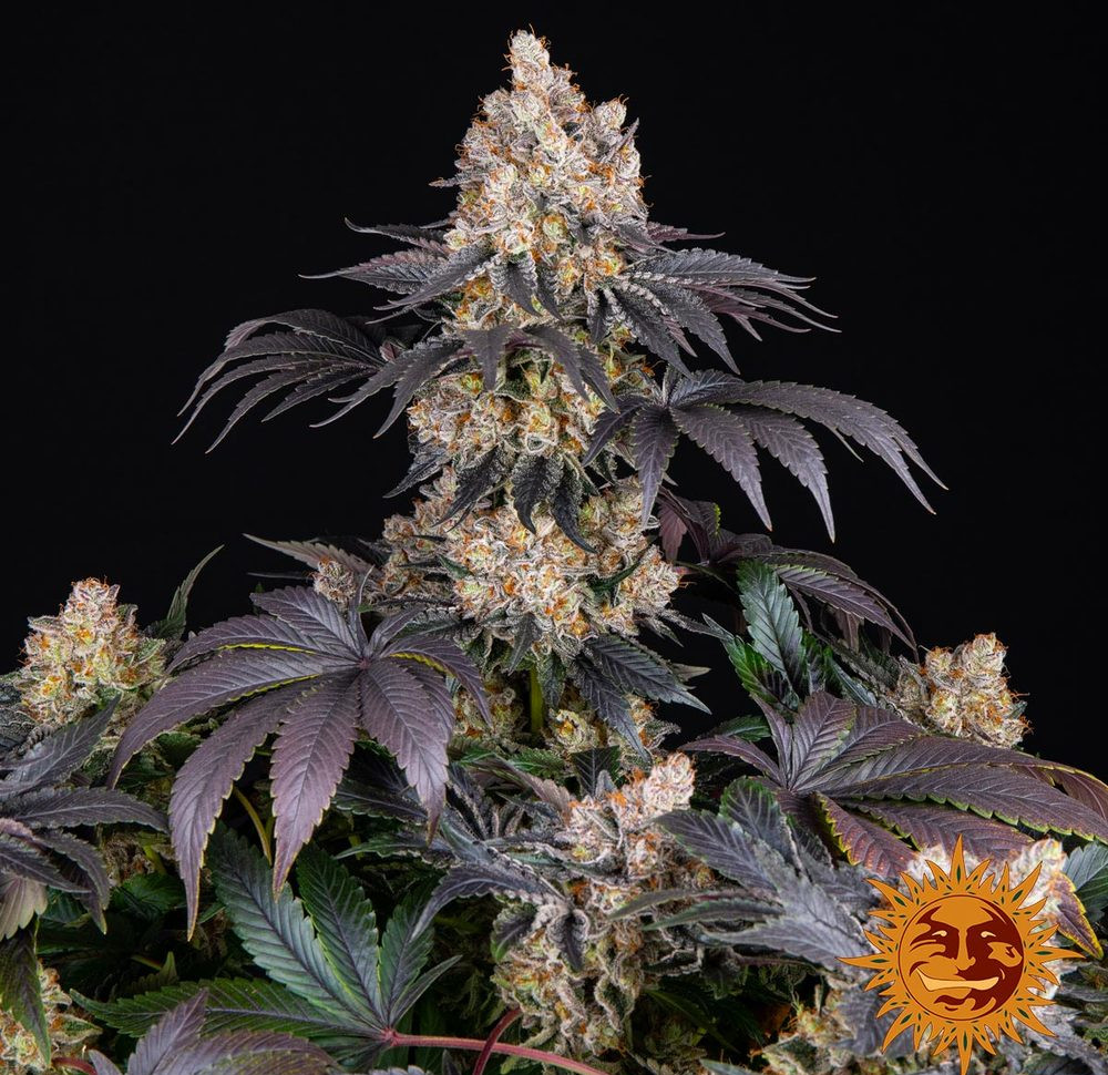 Gelato — изображение 15