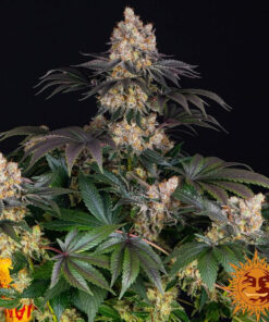 Gelato — изображение 3