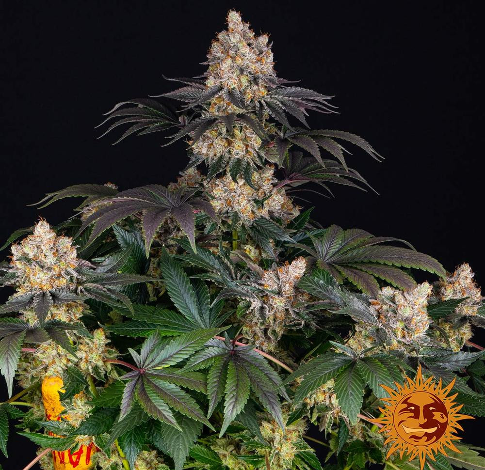 Gelato — изображение 3
