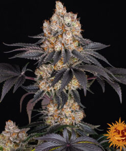 Gelato — изображение 4