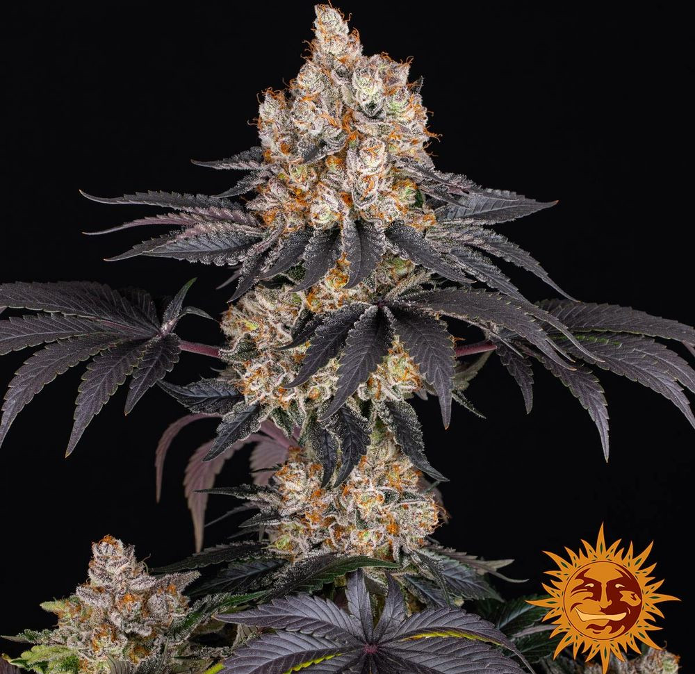Gelato — изображение 4