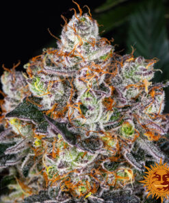 Gelato — изображение 5