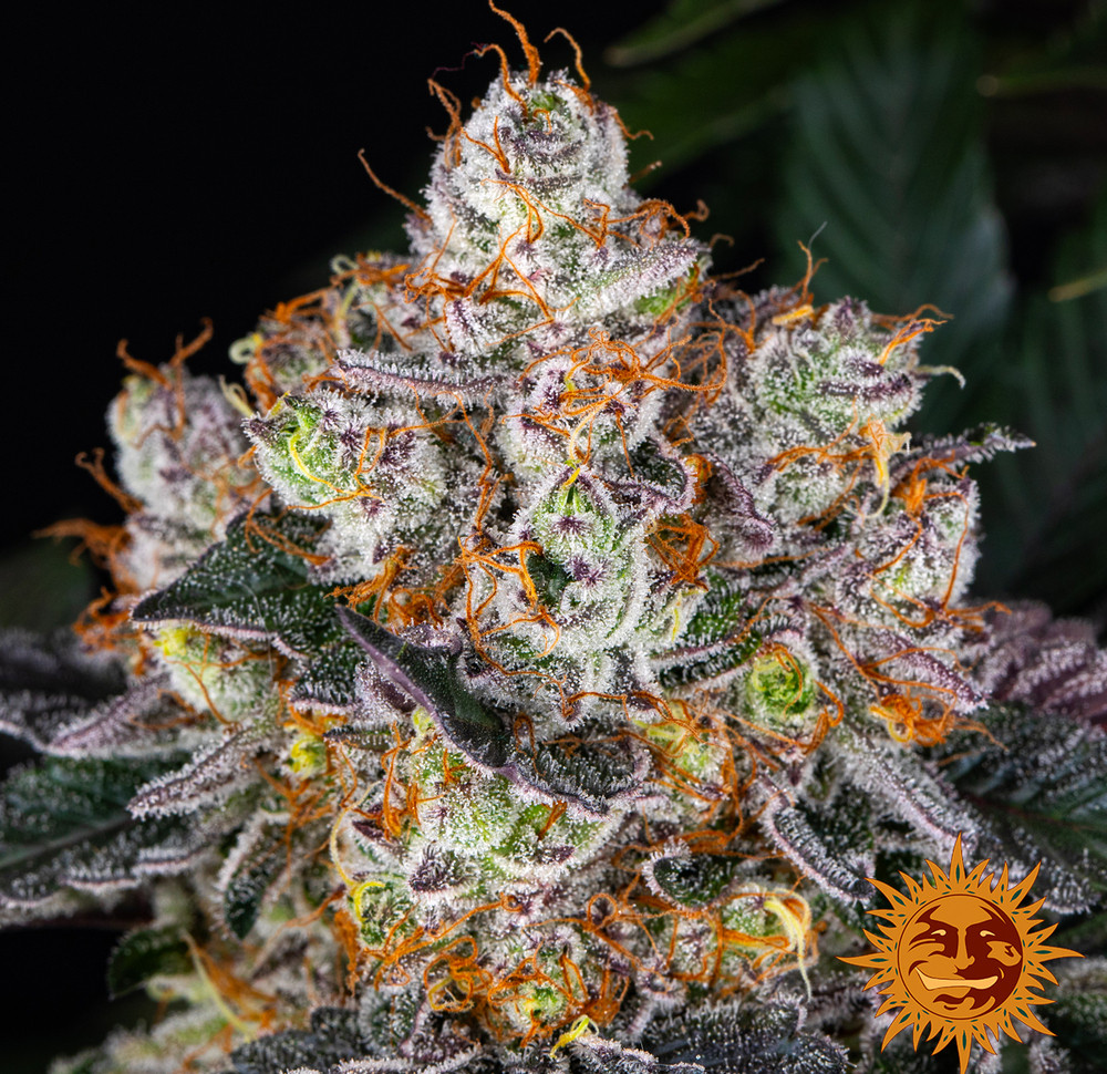 Gelato — изображение 5