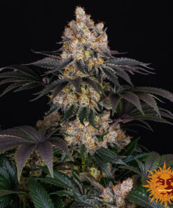 Gelato — изображение 6