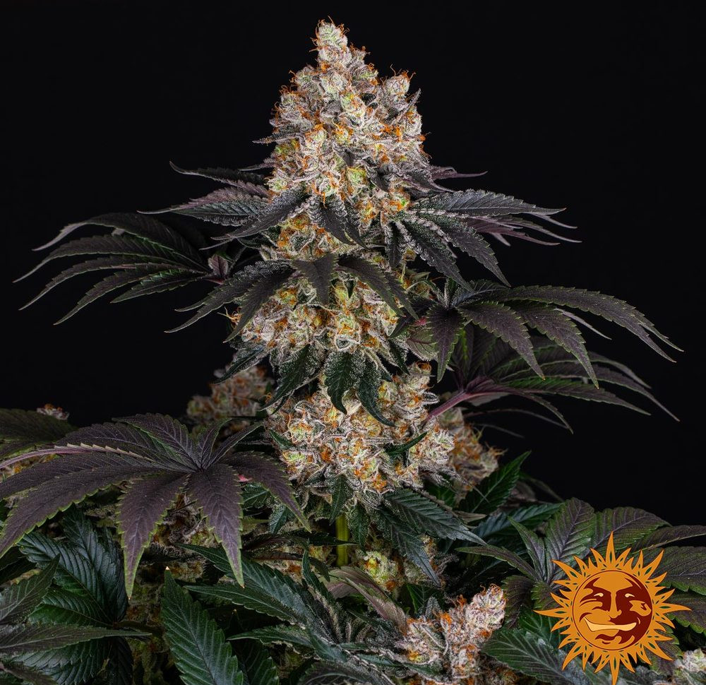 Gelato — изображение 6