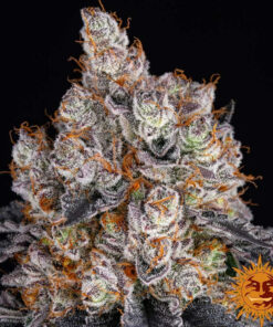 Gelato — изображение 7
