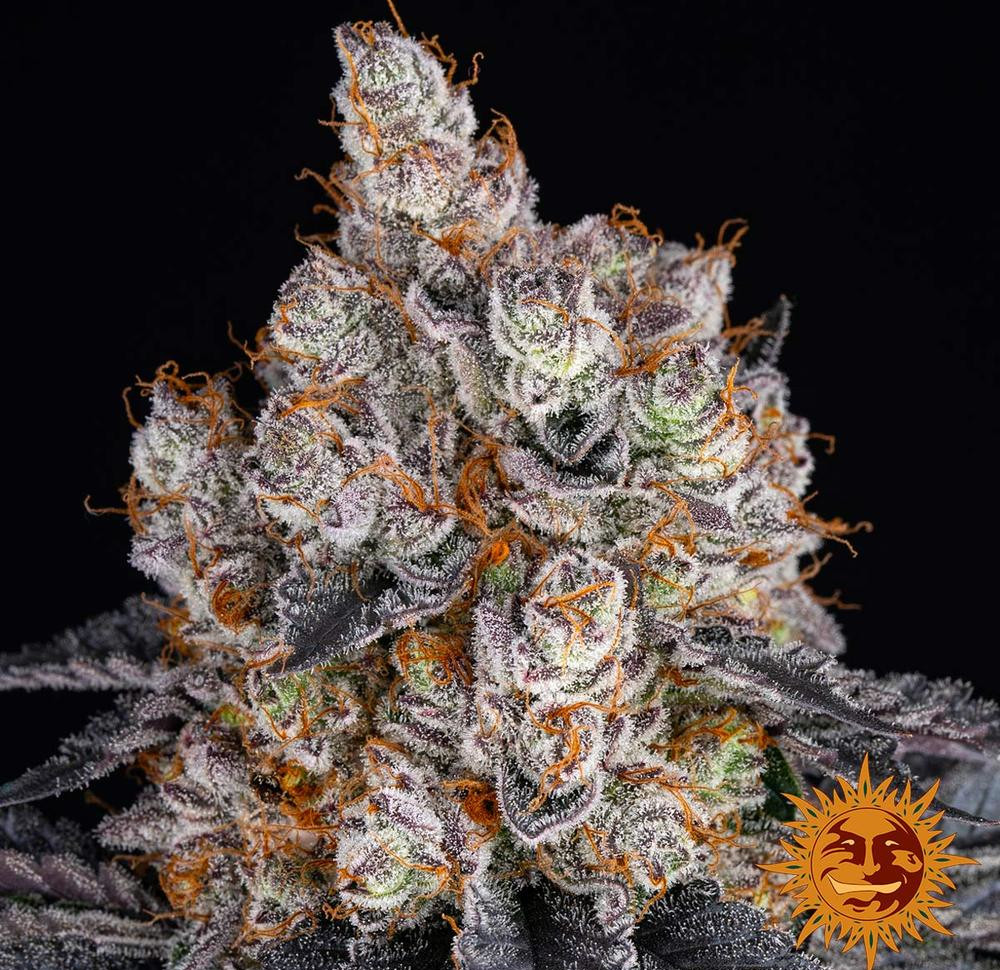 Gelato — изображение 7