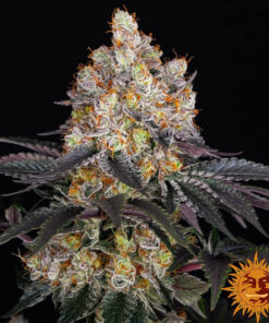 Gelato — изображение 8
