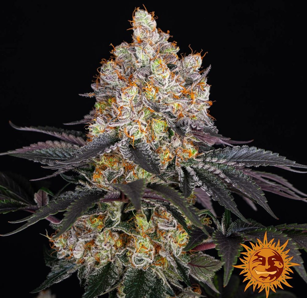 Gelato — изображение 8