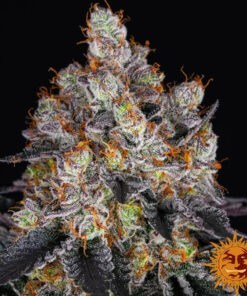 Gelato — изображение 9