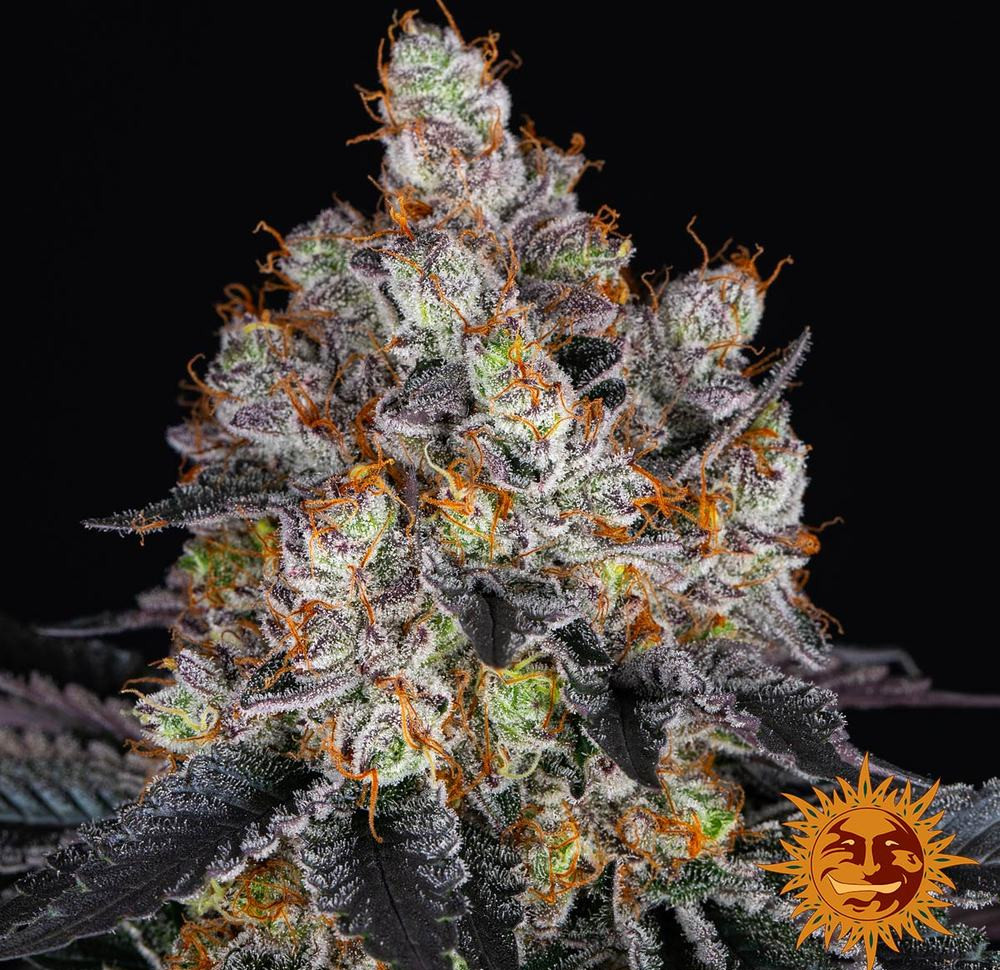 Gelato — изображение 9