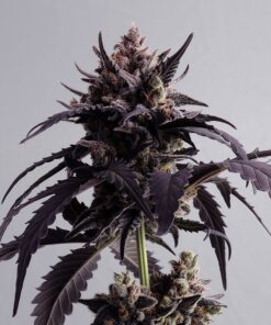 Ginger Punch Auto Kannabia Seeds