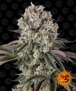 Glookies Barneys Farm Seeds