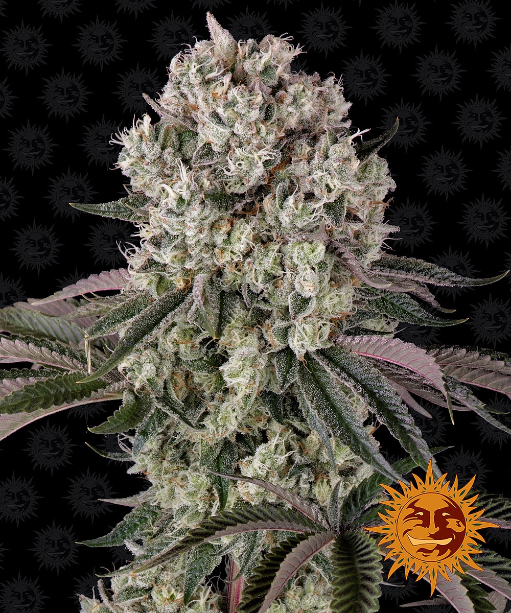 Glookies Barneys Farm Seeds