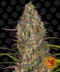 Glue Gelato Auto Barneys Farm Seeds