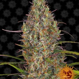 Glue Gelato Auto Barneys Farm Seeds