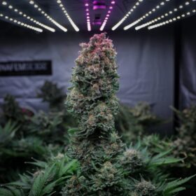 Glueberry OG Dutch Passion Seeds