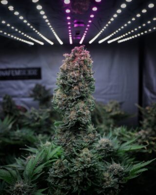 Glueberry OG Dutch Passion Seeds