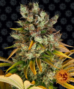 GMO Barneys Farm Seeds