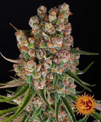 GMO Auto Barney's Farm Seeds