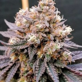 GMO Fast Dutch Passion Seeds