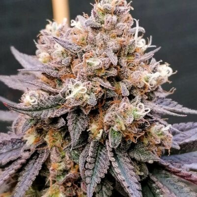 GMO Fast Dutch Passion Seeds