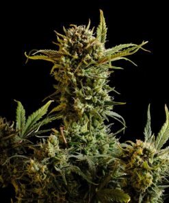 Gnomo Auto Kannabia Seeds