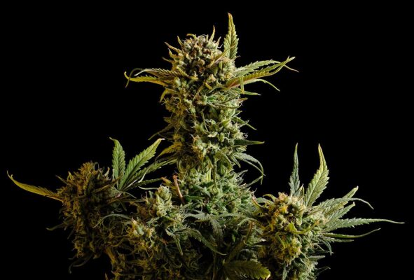 Gnomo Auto Kannabia Seeds
