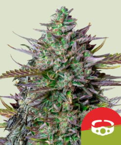 GOAT'lato Auto Tyson x Royal Queen Seeds