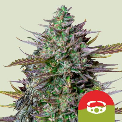 GOAT'lato Auto Tyson x Royal Queen Seeds