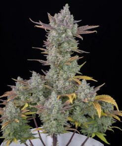 Gorilla Cookies Auto — изображение 2