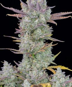Gorilla Cookies Auto — изображение 3