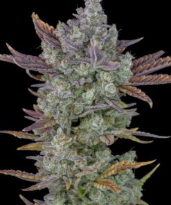 Gorilla Cookies Auto — изображение 4
